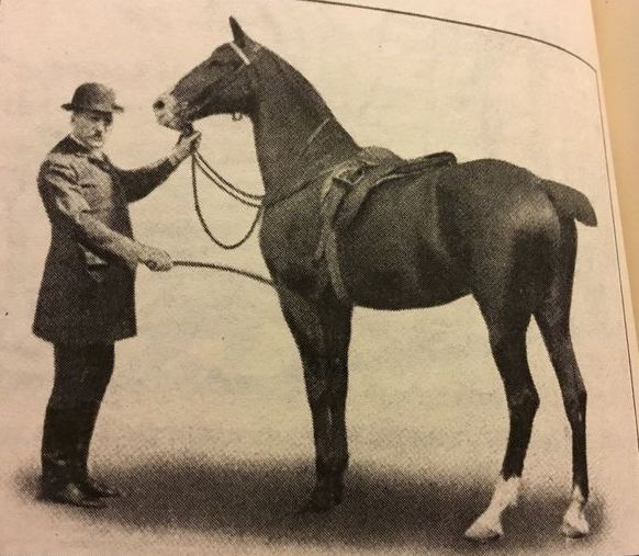 French Equitation: A Baucherist in America 1922 & Hand-book for Horsewomen by Henry de Bussigny - Image 2