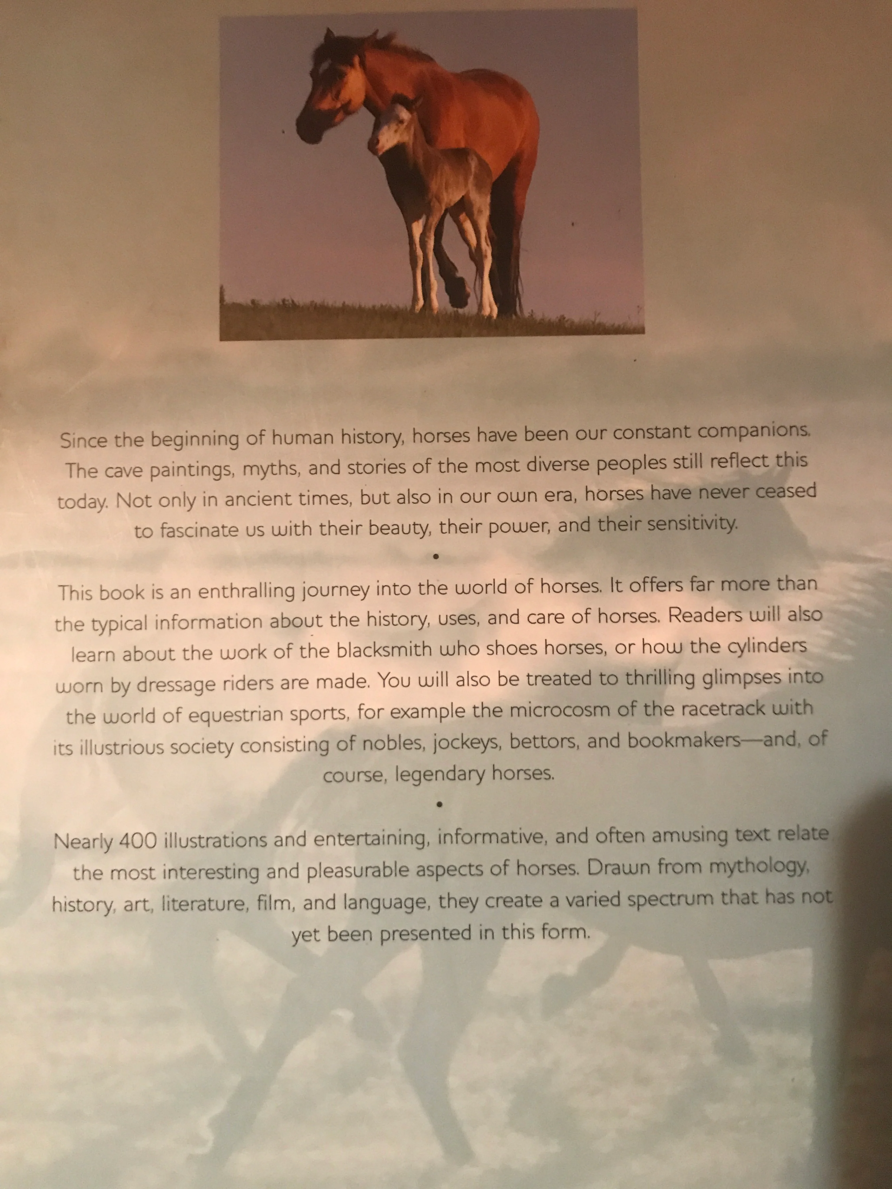 Horses: Myth and Fascination - gently used Hardcover - Image 2
