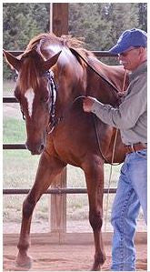 LESSONS IN LIGHTNESS: Building the Horse's Foundation In Hand by Mark Russell DVD - Image 2