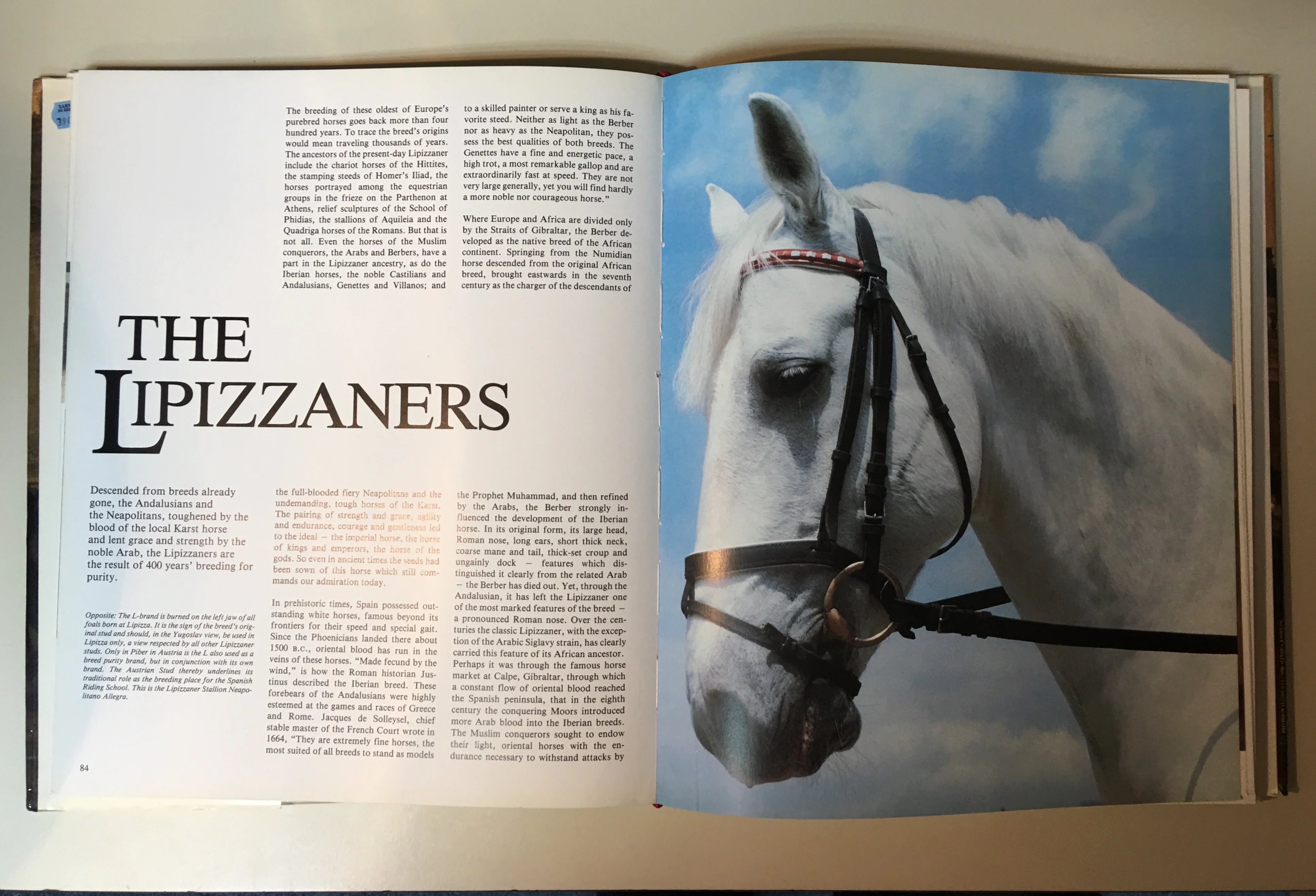 The Imperial Horse: The Saga of the Lipizzaners by Isenbart & Buhrer - gently used copy - Image 2