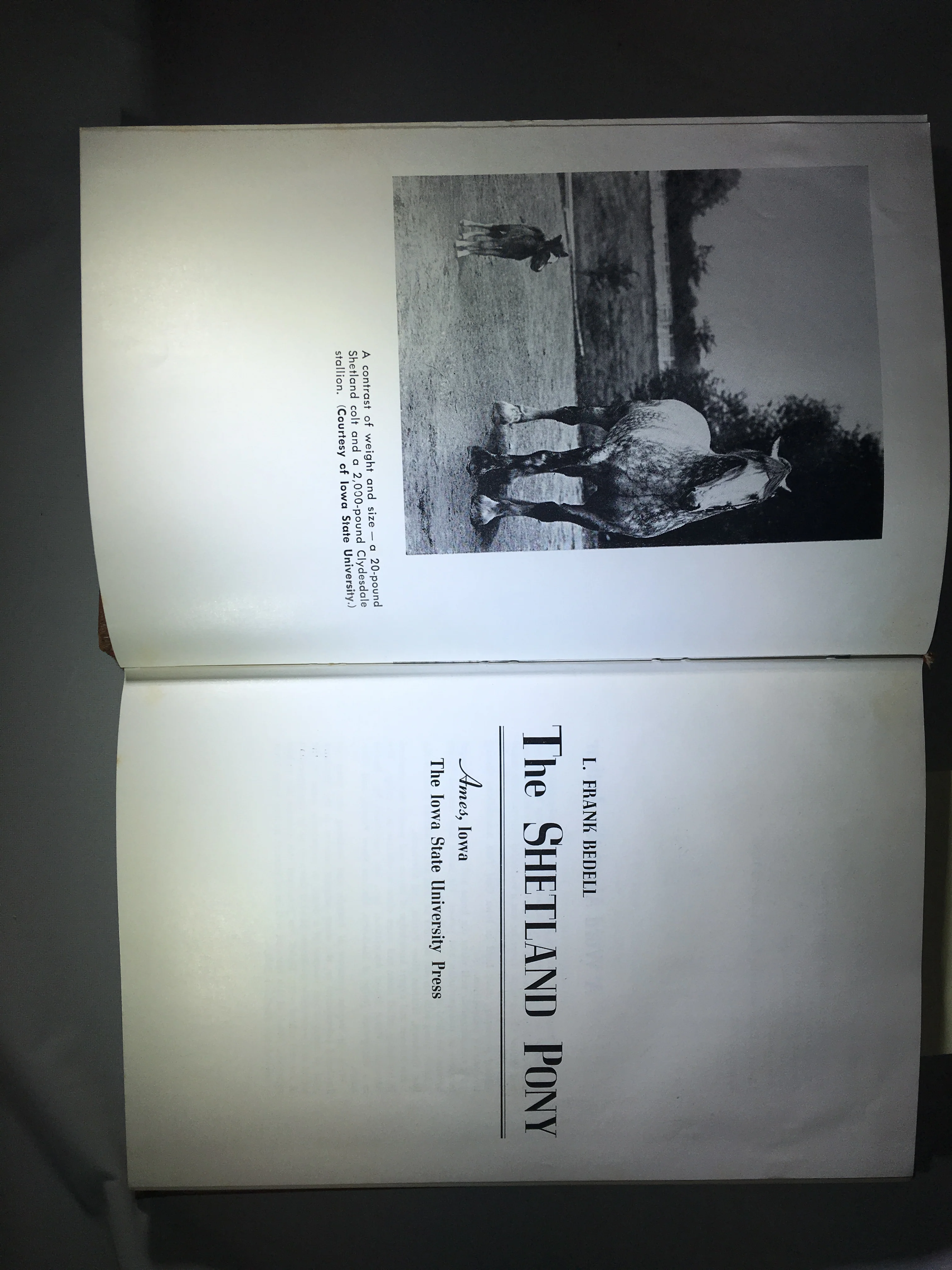 The Shetland pony Hardcover – 1959 by L. Frank Bedell - gently used - no dust jacket - Image 3