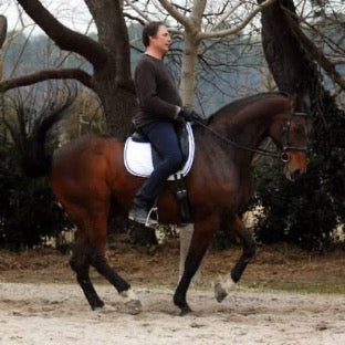 .Classical Dressage Instruction and Horse Training Analysis
rooted in decades of practical riding and scholarship through Xenophon Press. - Image 2