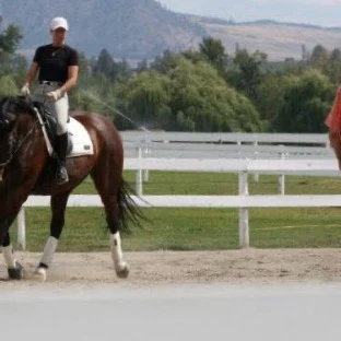 .Classical Dressage Instruction and Horse Training Analysis
rooted in decades of practical riding and scholarship through Xenophon Press. - Image 3