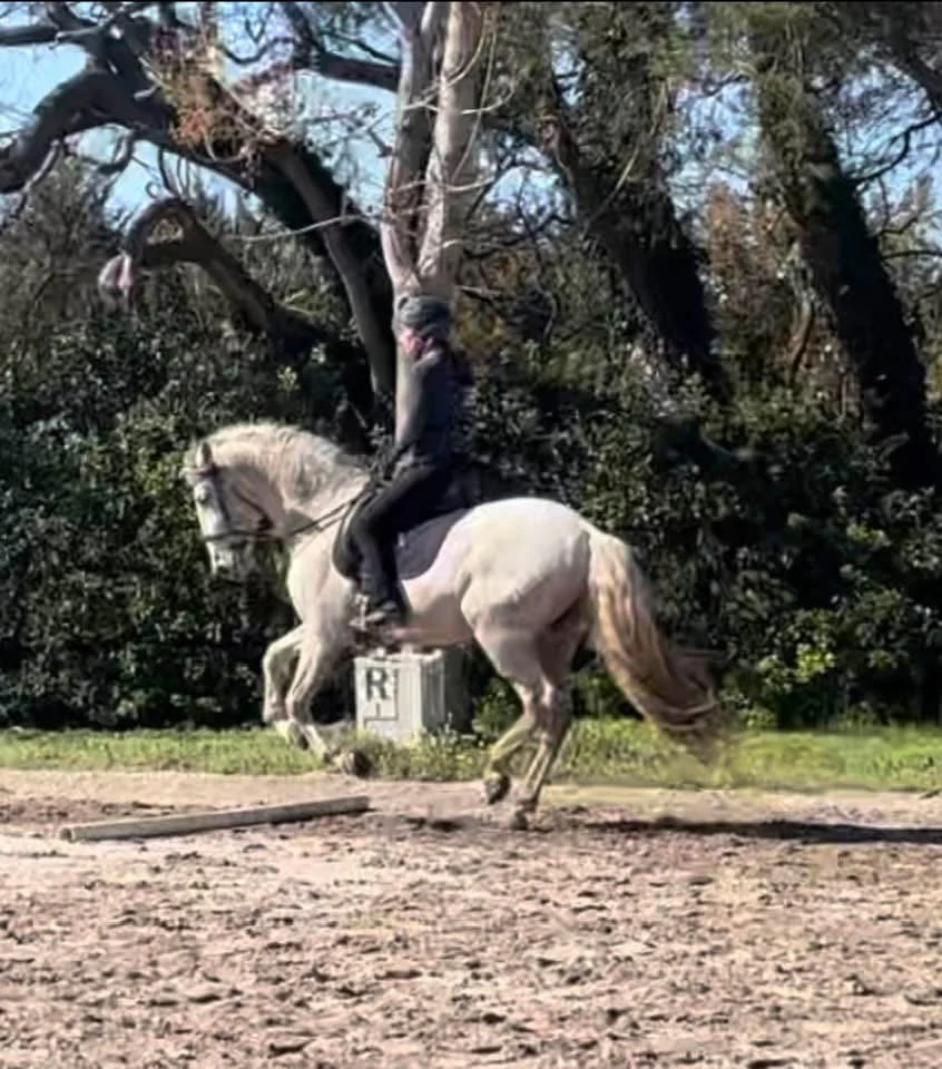 .Classical Dressage Instruction and Horse Training Analysis
rooted in decades of practical riding and scholarship through Xenophon Press. - Image 5